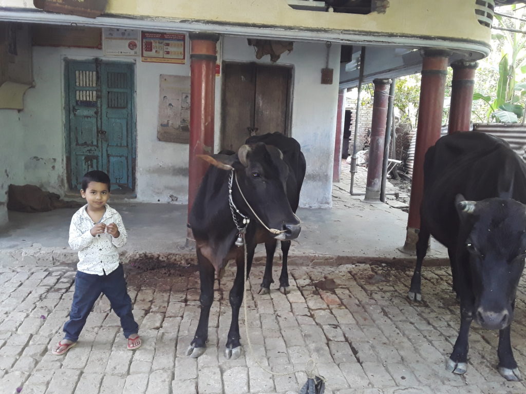 Animal feed problem, straw and bran disappear from market